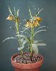 <em>Fritillaria (aurea x pinardii) x kurdica</em>